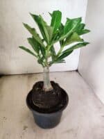 ENXERTO 12627 – 20cm (cor LM 1024) - Imagem 4