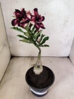 ENXERTO 12628 – 20cm (cor LM 989) - iD: Estrela Purpura - Imagem 2