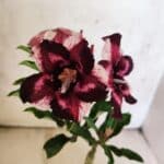 ENXERTO 12628 – 20cm (cor LM 989) - iD: Estrela Purpura