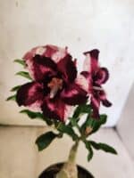 ENXERTO 12628 – 20cm (cor LM 989) - iD: Estrela Purpura