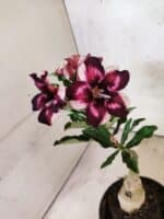 ENXERTO 12628 – 20cm (cor LM 989) - iD: Estrela Purpura - Imagem 4