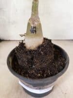 ENXERTO 12628 – 20cm (cor LM 989) - iD: Estrela Purpura - Imagem 6