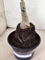 ENXERTO 12629 – 20cm (cor LM 995) Id: POP CORN 2 - Imagem 3