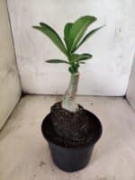 ENXERTO 12629 – 20cm (cor LM 995) Id: POP CORN 2 - Imagem 4