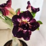 ENXERTO 12630 – 20cm (cor LM 916)