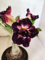 ENXERTO 12630 – 20cm (cor LM 916)