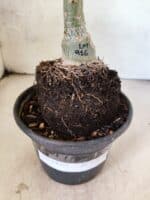 ENXERTO 12630 – 20cm (cor LM 916) - Imagem 6