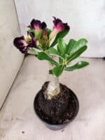 ENXERTO 12630 – 20cm (cor LM 916) - Imagem 5