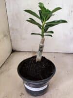 ENXERTO 12631 – 20cm (cor LM 365) - Imagem 2