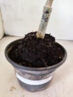 ENXERTO 12631 – 20cm (cor LM 365) - Imagem 3