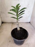 ENXERTO 12631 – 20cm (cor LM 365) - Imagem 4