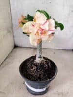 ENXERTO 12632 – 20cm (cor LM 1013) - Imagem 2