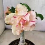 ENXERTO 12632 – 20cm (cor LM 1013)