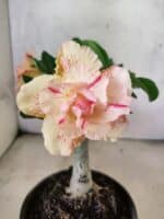 ENXERTO 12632 – 20cm (cor LM 1013)