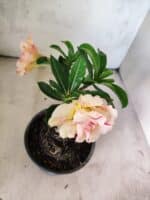 ENXERTO 12632 – 20cm (cor LM 1013) - Imagem 4