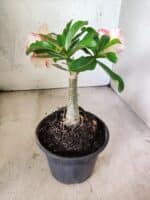 ENXERTO 12632 – 20cm (cor LM 1013) - Imagem 6