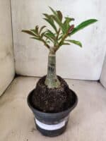 ENXERTO 12633 – 20cm (cor LM 833) - Imagem 2