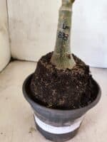 ENXERTO 12633 – 20cm (cor LM 833) - Imagem 3