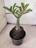 ENXERTO 12633 – 20cm (cor LM 833) - Imagem 5