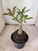 ENXERTO 12633 – 20cm (cor LM 833) - Imagem 4