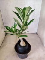 ENXERTO 12634 – 20cm (cor LM 1021) - Imagem 4