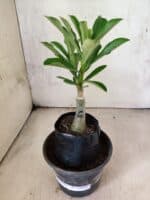 ENXERTO 12635 – 20cm (cor LM 1023) - Imagem 2