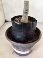 ENXERTO 12635 – 20cm (cor LM 1023) - Imagem 3