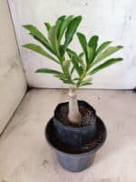 ENXERTO 12635 – 20cm (cor LM 1023) - Imagem 4