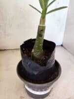 ENXERTO 12637 – 20cm (cor LM 498) - Imagem 4