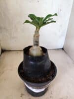 ENXERTO 12639 – 20cm (cor LM 1026) - Imagem 2