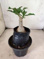 ENXERTO 12639 – 20cm (cor LM 1026) - Imagem 3