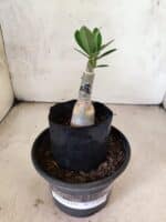 ENXERTO 12640 – 20cm (cor LM 1022) - Imagem 2