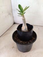 ENXERTO 12640 – 20cm (cor LM 1022) - Imagem 3