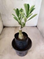 ENXERTO 12641 – 20cm (cor LM 973) - Imagem 3