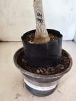 ENXERTO 12642 – 20cm (cor LM 950) - Imagem 4