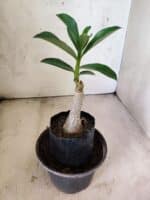 ENXERTO 12642 – 20cm (cor LM 950) - Imagem 3