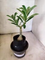 ENXERTO 12643 – 20cm (cor LM 860) - Imagem 2