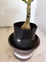 ENXERTO 12643 – 20cm (cor LM 860) - Imagem 4