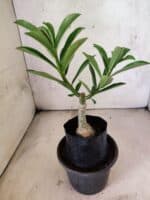 ENXERTO 12643 – 20cm (cor LM 860) - Imagem 3