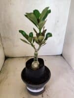 ENXERTO 12644 – 20cm (cor LM 663) - Imagem 2