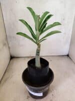 ENXERTO 12645 – 20cm (cor LM 1017) - Imagem 2