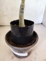 ENXERTO 12645 – 20cm (cor LM 1017) - Imagem 4