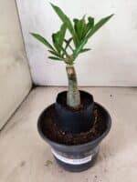 ENXERTO 12646 – 20cm (cor LM 1024) - Imagem 2