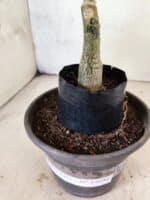 ENXERTO 12646 – 20cm (cor LM 1024) - Imagem 4