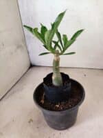 ENXERTO 12646 – 20cm (cor LM 1024) - Imagem 3