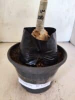 ENXERTO 12647 – 20cm (cor LM 1024) - Imagem 4