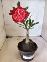 ENXERTO 12648 – 25cm (cor LM 913) - Imagem 2