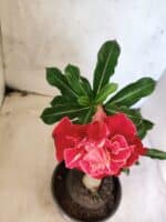 ENXERTO 12648 – 25cm (cor LM 913) - Imagem 4