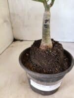 ENXERTO 12648 – 25cm (cor LM 913) - Imagem 6