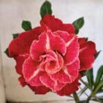 ENXERTO 12648 – 25cm (cor LM 913)